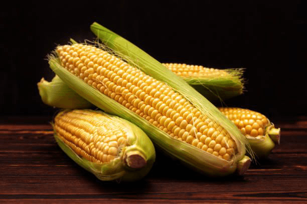 Maize
