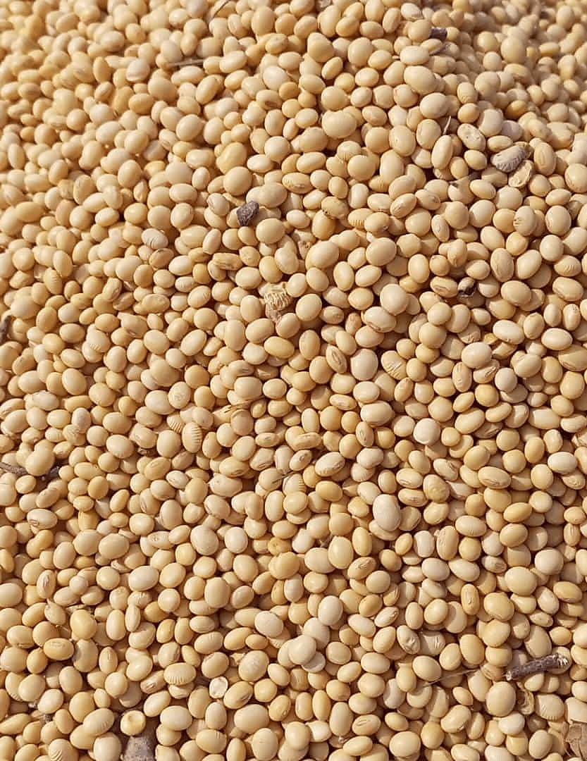 Soya Beans