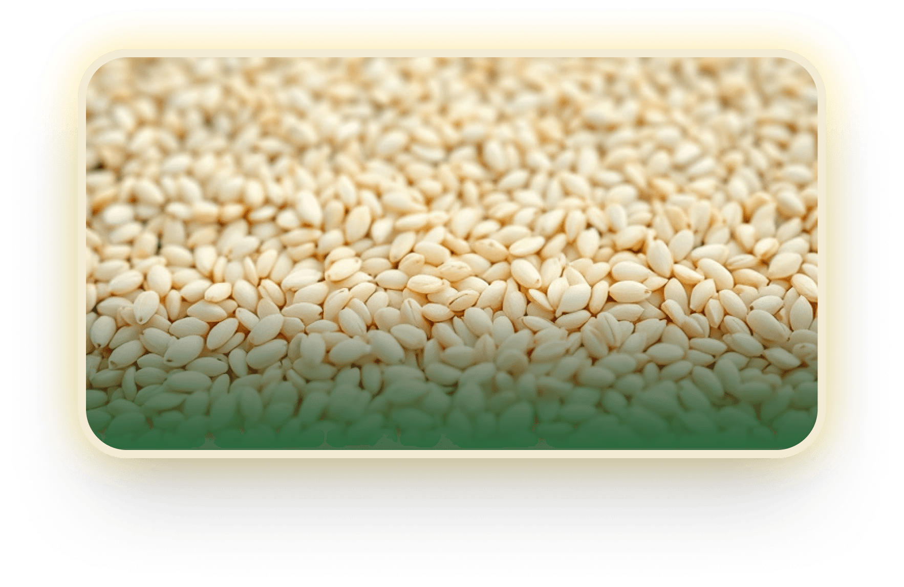 Sesame Seeds